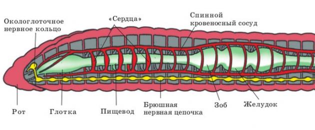Кольчатые черви имеют замкнутую кровеносную систему. Кровеносная система дождевого червя: описание, строение и особенности