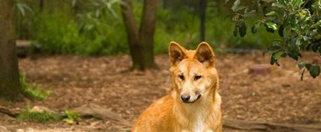 Dove vive il dingo selvatico?  ​50 fatti interessanti e curiosi sui dingo selvatici