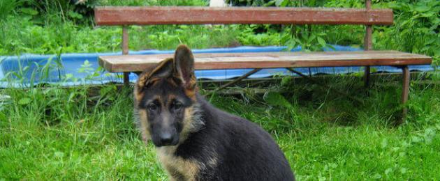 В каком возрасте у щенка встают уши. Когда дожны «вставать» уши у немецких овчарок