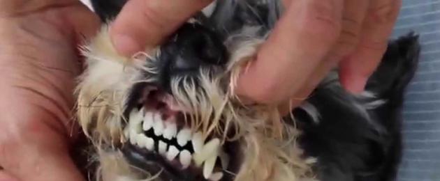 У взрослой собаки выпал зуб. Причины зубной боли