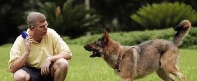 Addestramento del cane da solo.  Trucchi utili per insegnare i comandi al tuo cane