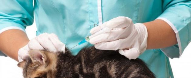 Прививки новорожденным котятам. Когда делать прививки котятам: правила вакцинации