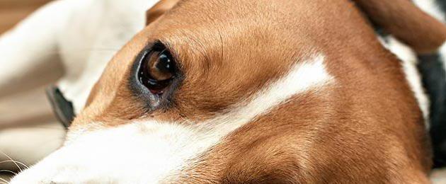 Новообразования шишки у собаки на брюхе. Новообразования у собак: виды, лечение, фото