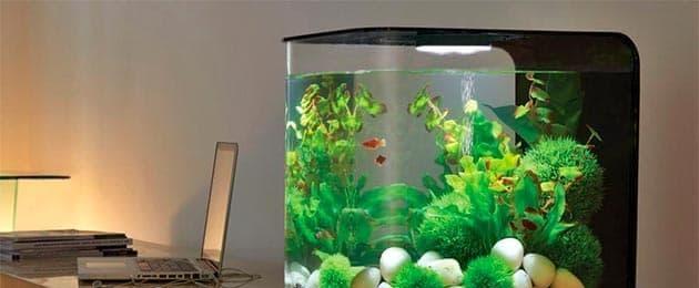 Инструкция по содержанию аквариума в домашних условиях. Правильный уход за аквариумными рыбками в домашних условиях