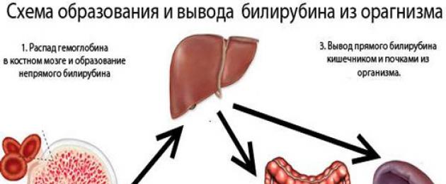 Билирубин повышен у ребенка. Таблетки для понижения билирубина в крови. Норма билирубина в 3 месяца. Схема образования и вывода билирубина из организма. Препараты для понижения билирубина у новорожденных.