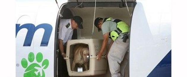 Что нужно перевезти собаку в самолете. Каковы новые правила перевозки животных в самолете по России? Как авикомпании относятся к провозу домашних питомцев: кошек и собак? Каких животных можно перевозить в самолете