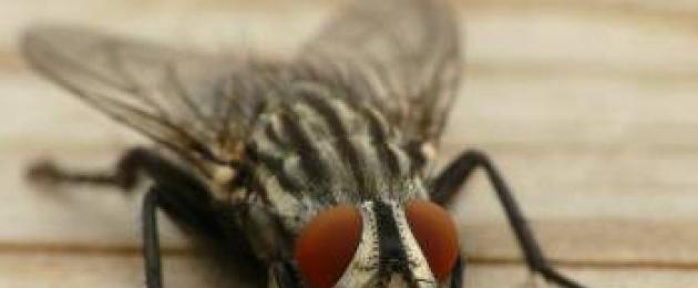Как устроен глаз мухи. Сколько глаз у обыкновенной мухи? Строение сложных глаз