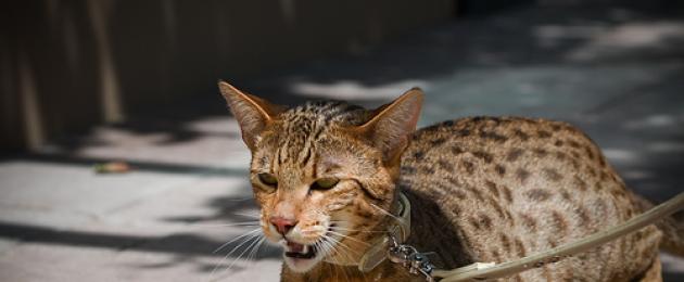 Кошки пятнистые как леопард. Бенгальский или леопардовый кот — домашний питомец с дикими предками