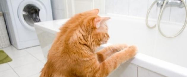 Чем лучше мыть котов. Как помыть кота, который боится воды и царапается