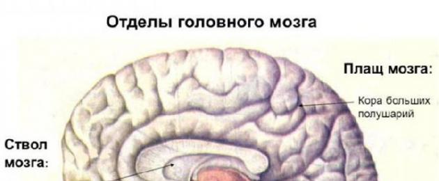 Отделы мозга человека. Функции отделов головного мозга