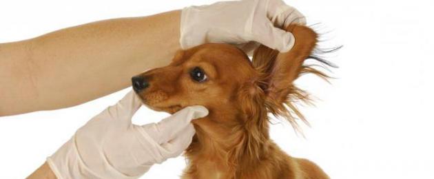Капли в уши от клеща для собак. Выбираем ушные капли для собаки для лечения и профилактики болезней