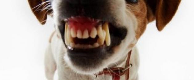 Умеют ли собаки улыбаться — рейтинг веселых пород. Собака-улыбака: порода