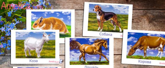 Изображение домашних животных для детей. Домашние животные картинки для детей, развивающие карточки с животными скачать и распечатать
