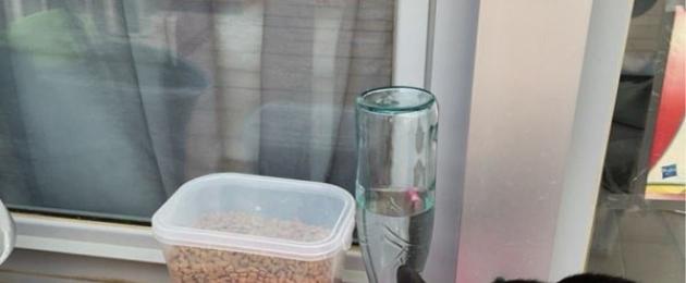Автоматическая подача корма для кошек своими руками. Автокормушка — питание питомца без забот
