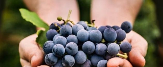 Quali sono i benefici e i danni delle diverse varietà di uva per il corpo e le sue proprietà curative.  Uva, benefici e danni al corpo umano