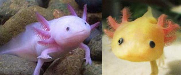 Drago marino messicano.  Axolotl d'acqua: come prendersi cura di un drago messicano in un acquario?  Requisiti di base per un acquario domestico