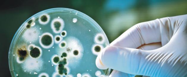 Batteri della salute amici e nemici.  Chi sono i microbi: amici o nemici?  Cosa fare con i batteri opportunisti o opportunisti