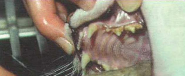 Послеродовой эндометрит у кошки. Анамнез у собак в большом возрасте