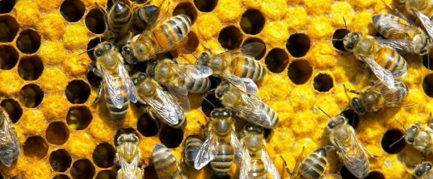 Как можно использовать пчелиный воск. Все о пчелином воске