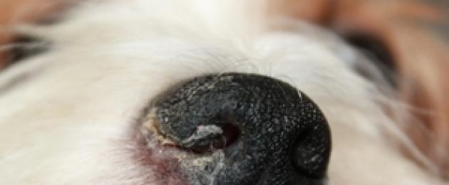 Горячий нос у собаки: причины, что делать? Сухой нос у собаки — что делать. 
