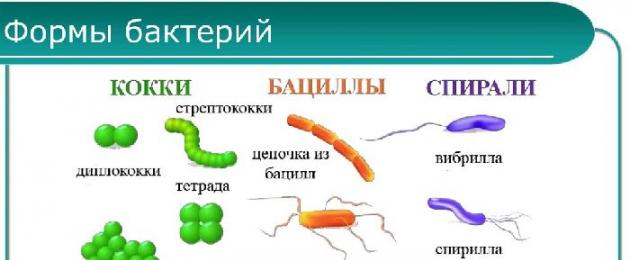 Органоиды прокариотов. Прокариотическая и эукариотическая клетки
