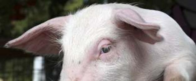 Болезни свиней, их профилактика и лечение. Болезни свиней (заболевания у поросят) Болезнь вымени у беременной свиноматки