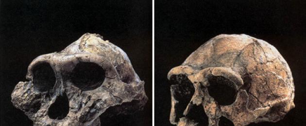Объем мозга и форма черепа. Почему мозг человека меньше мозга неандертальца