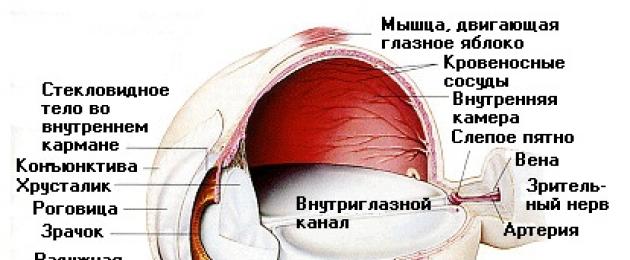 Схема внутреннего строения глаза. Из чего состоит глаз человека? Строение глаза