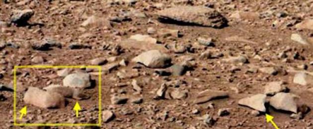 Стадо неизвестных животных на марсе. На Марсе водятся животные, растения и… призраки? Обман зрения: иллюзии