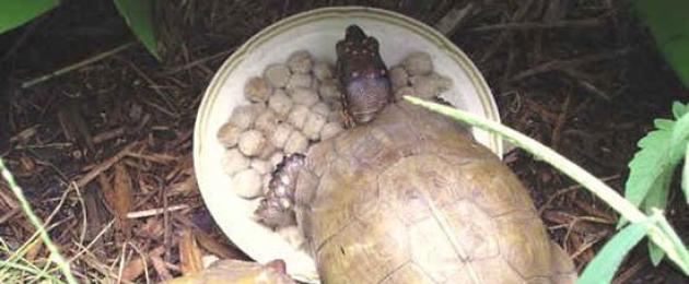 Чем кормить черепах? Рацион питания по видам черепах. Чем питаются черепахи в домашних условиях