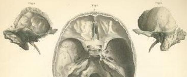 Superficie esterna del cranio.  Base esterna ed interna del cranio