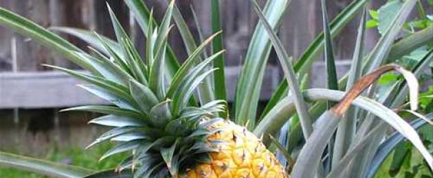 Come mangiare l'ananas: metodi di manipolazione del frutto.  Ananas: benefici per la salute e ottimo gusto