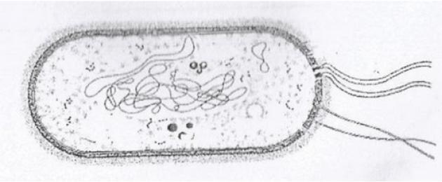 Что характерно для прокариотической клетки. История открытия