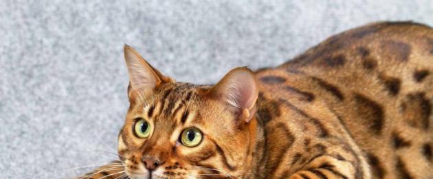 Il segreto dello sguardo del gatto: perché non puoi guardare negli occhi del gatto.  Perché un gatto guarda una persona?  Il gattino psicologico si copre sempre gli occhi