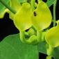 Кирказон ломоносовидный (Aristolochia clematitis L