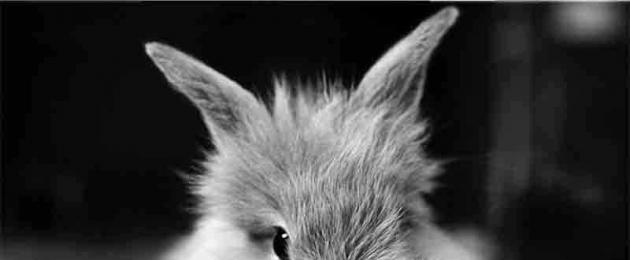У декоративного кролика холодные уши. Что делать, если у кролика горячие уши? Ушной клещ — псороптоз