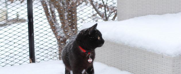 Gatto nero nella foresta in inverno.  I gatti prendono freddo in inverno?  Come sopravvivono i gatti al freddo invernale?