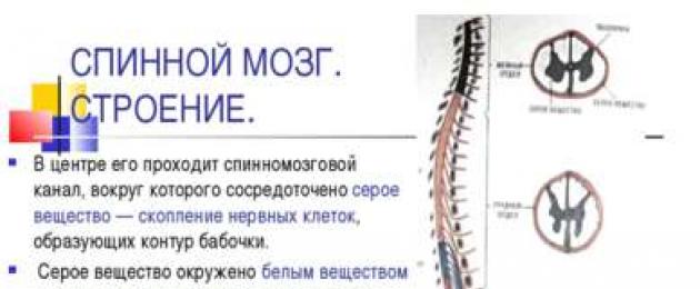 Тест биология спинной мозг. Строение спинного мозга. Строение спинного мозга анатомия. Внутреннее строение спинного мозга. Внешнее строение спинного мозга анатомия.