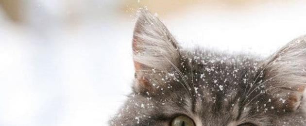Кошки зимой. При какой температуре мерзнут кошки? Котик черный в лесу зимой