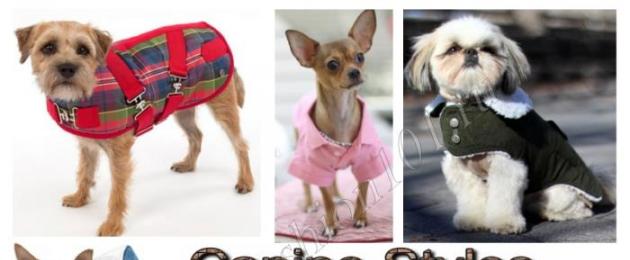 Abbigliamento per cani: la storia della moda per cani.  Abiti e vestiti alla moda per foto di cani