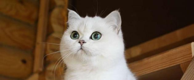 Цвет глаз у британских кошек. Какое зрение у кошки - цветное или черно-белое? Мир глазами кошки