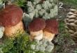 ¿Qué hongos crecen en un bosque de coníferas?