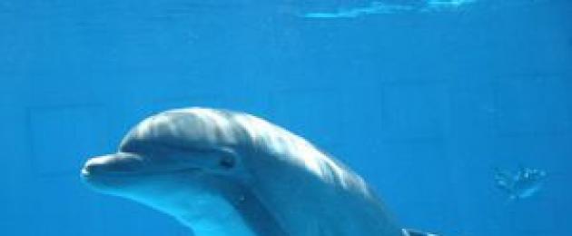 Как спят дельфины в море. Как дельфины спят? Правда и выдумки о сне дельфинов