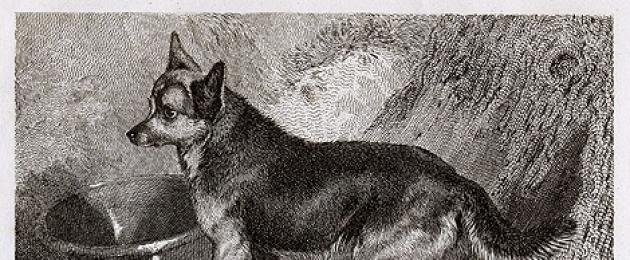 Помесь лисы и собаки. Помски миа - собака-лиса, покорившая интернет своей уникальной внешностью