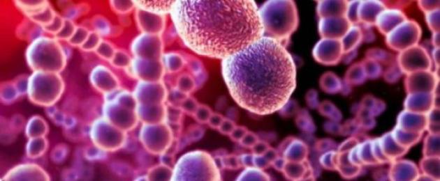 كيفية إجراء اختبار الإصابة بالبكتيريا العقدية.  ميزات العلاج للقضاء على البكتيريا المسببة للأمراض
