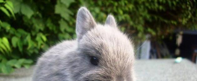 Abitudini dei conigli decorativi e cosa mangiano.  Perché un allevatore di conigli ha bisogno di conoscere i conigli selvatici?  Sculacciata sul pavimento