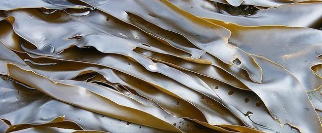 أعشاب اللاميناريا البحرية - فوائد للجسم وتعليمات الاستخدام وكيفية تناولها وتحضيرها المجففة والثالي.  عشب البحر الأعشاب البحرية