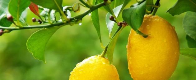 الليمون المواد المفيدة والفيتامينات.  ما هي الفيتامينات الموجودة في الليمون؟  فيتامين سي الموجود في الليمون