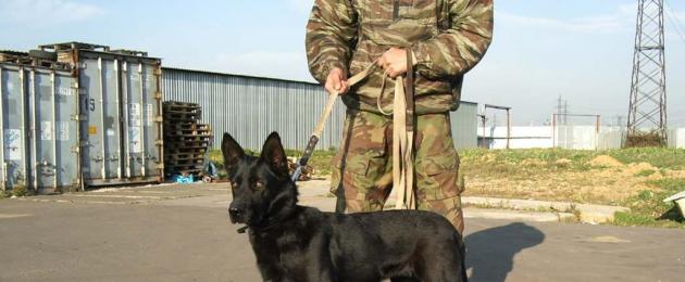 Специальная дрессировка собак защитно караульная служба. Курс дрессировки защитно-караульной службы (ЗКС)