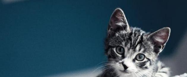 Antenne negli animali felini 8 lettere.  Come si chiamano i baffi di un gatto?